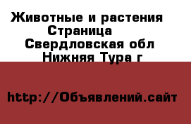  Животные и растения - Страница 12 . Свердловская обл.,Нижняя Тура г.